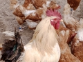 rano-na-vesnici-web